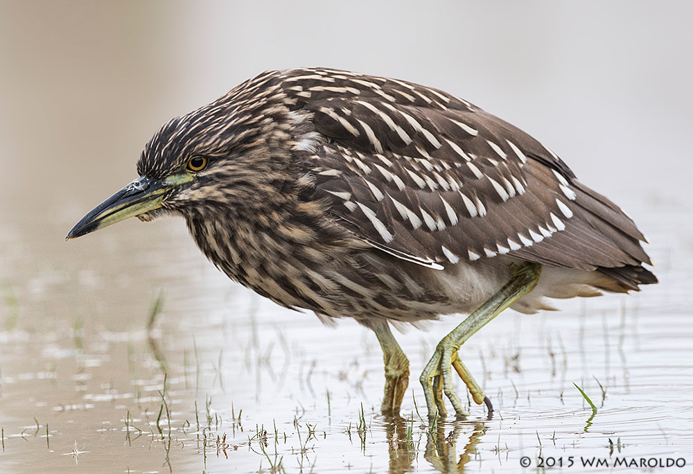 Juvenile Black-crowned Night Heron photo by William Maroldo