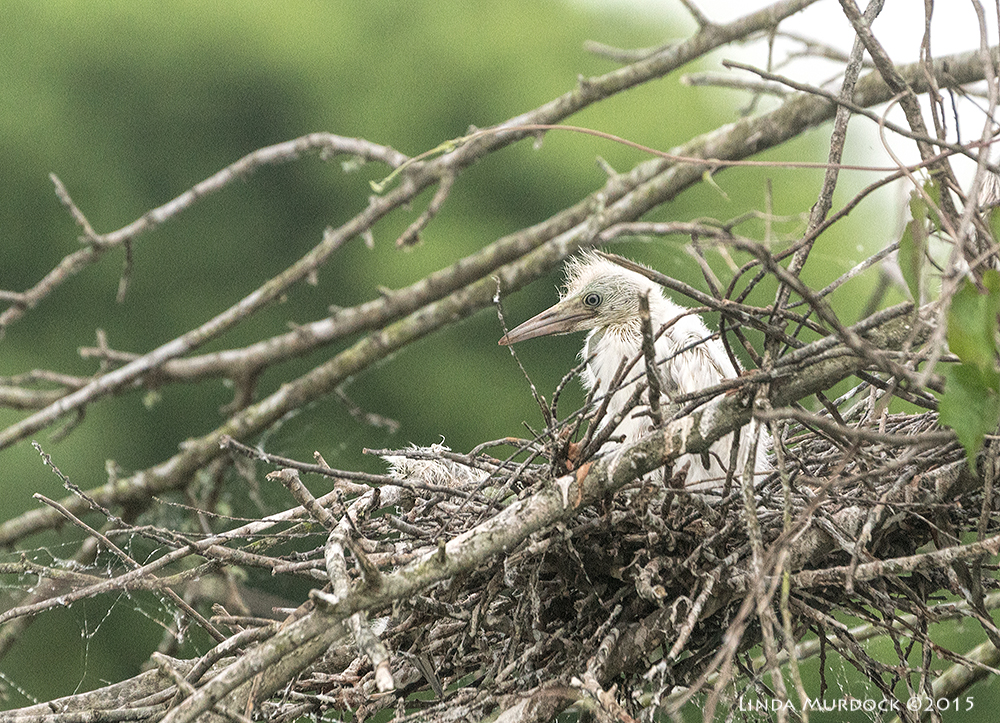 Cute Little Blue Heron nestling from the Spring Sony A77II with Sony 70-400 G2 f/5.6 1/500 sec ISO 1000
