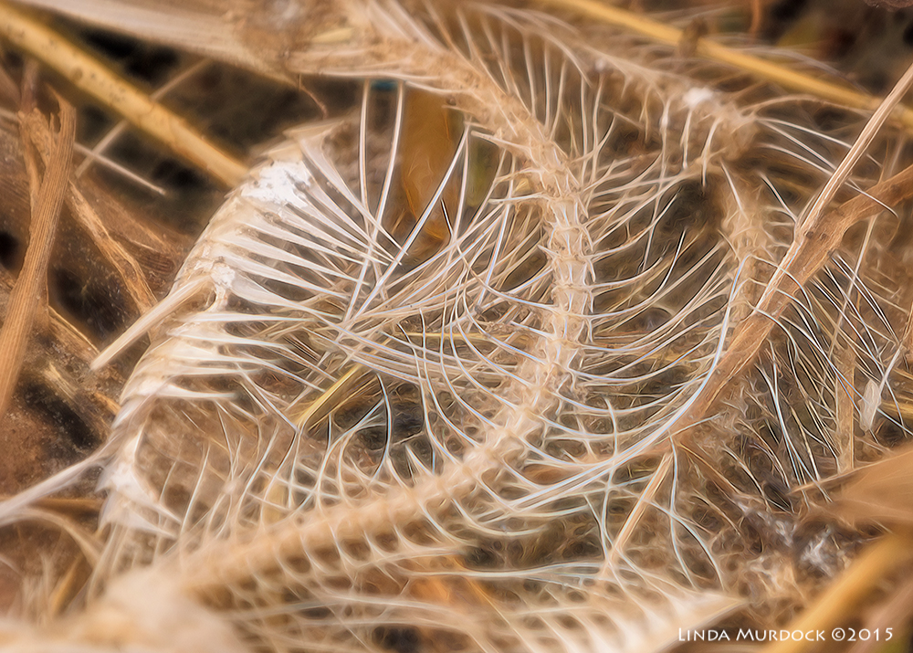 Swirls and curves Sony A77II with Sony 70-400 G2 f/6.3 1/1600 sec ISO 640
