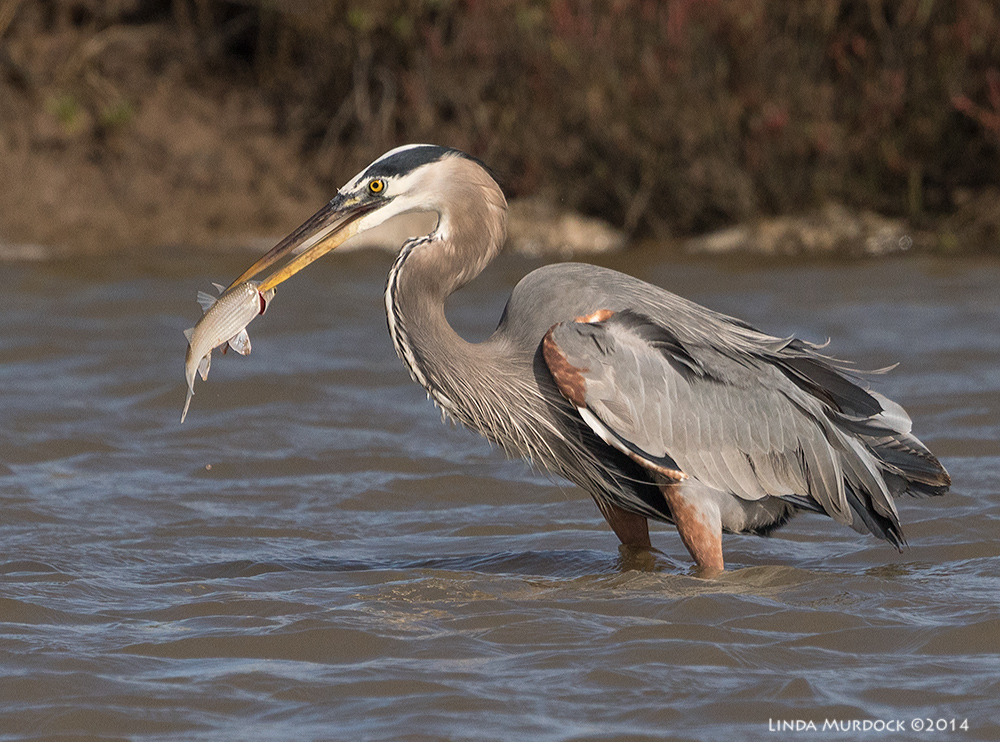 Great Blue with nice sized fish near Surfside
