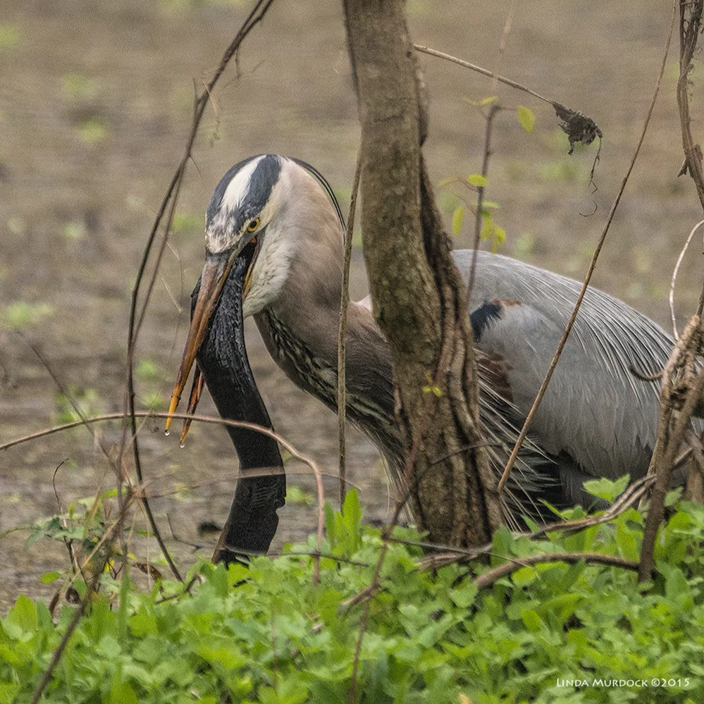 Great Blue with a mouthful Sony A77II with Sony 70-400 G2 f/5.6 1/500 sec ISO 1250; tripod