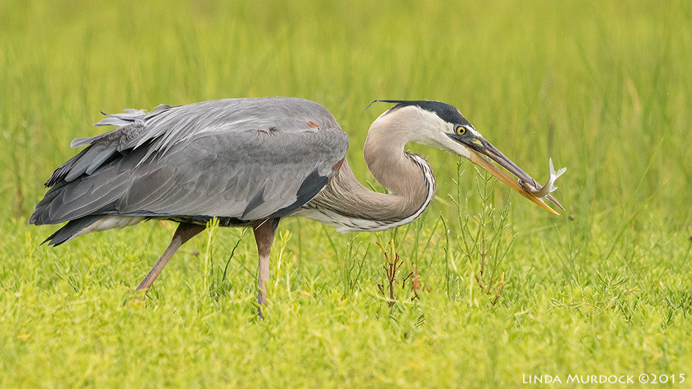 Great Blue with a smaller fish