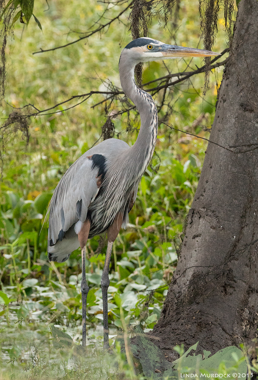 Great Blue Heron on the trail to Observation Tower at BBSP Sony A77II with Sony 70-400 G2 f/7.1 1/200 sec ISO 3200; tripod