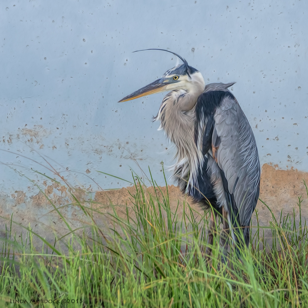 Great Blue Heron - post-processing with Fractalius and Oil Paint