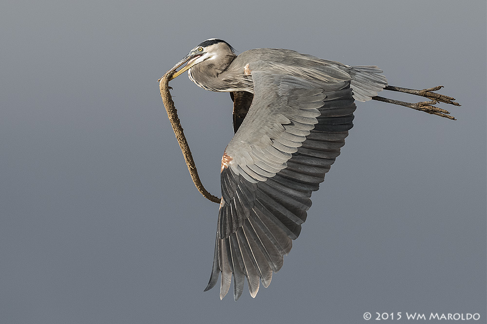Great Blue Heron thief... Photo by William Maroldo