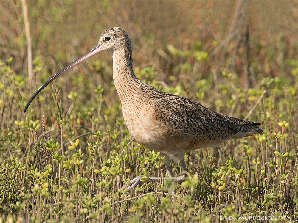 Female Long-billed Curlew high-stepping next to a big puddle Sony A77II with Sony 500 f/4.0 G f/7.1 1/1600 ISO 800