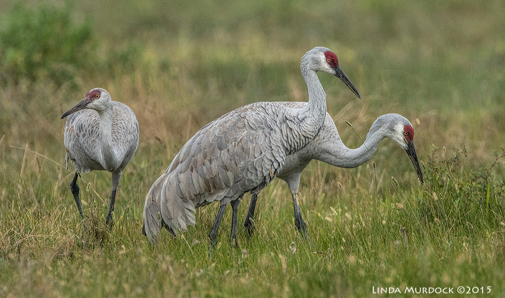 Sandhill Cranes along 8 mile Road in Galveston Sony A77II with Sony 500 f/4.0 G f/7.1 1/1600 ISO 800