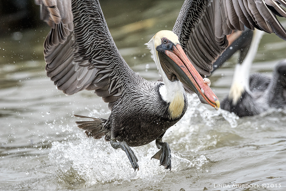 Brown Pelican free-for-all Sony A77II with Sony 500 f/4.0 G f/6.3 /1600 ISO 800