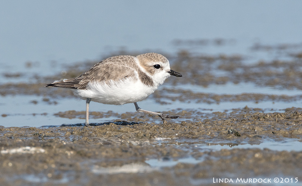 Snowy Plover Sony A77II with Sony f/4 500 G f/7.1 1/1600 sec ISO 500; tripod