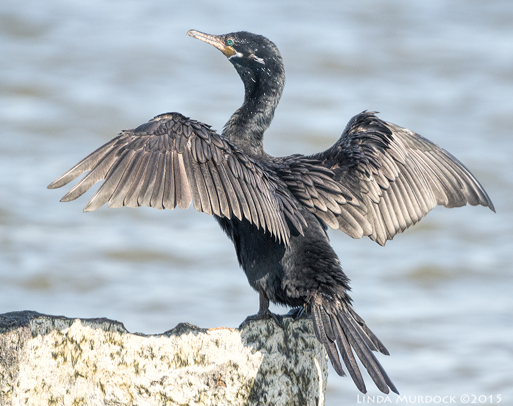 Wing drying Neoptropical Cormorant Sony A77II with Sony 70-400 G2 f/6.31/1250 sec ISO 640; hand held