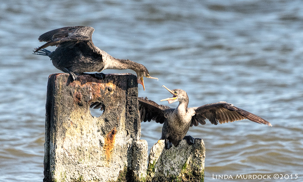 Sibling argument ? Sony A77II with Sony 70-400 G2 f/6.31/1600 sec ISO 640; hand held