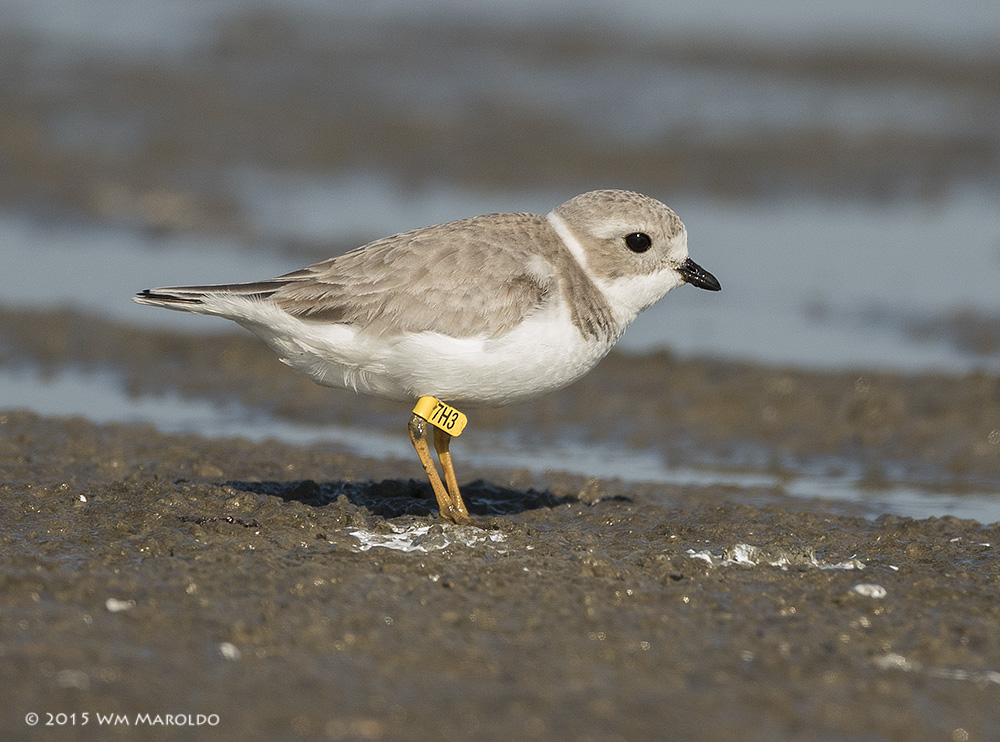 Piping Plover with tag. Always report banded birds! Photo by William Maroldo - Nikon D810 with 500mm telephoto