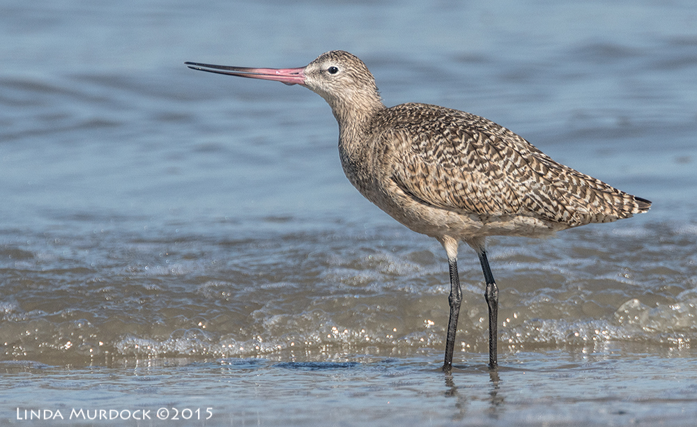 Marbled Godwit in the surf Sony A77II with Sony f/4 500 G f/6.31/1250 sec ISO 320; from vehicle