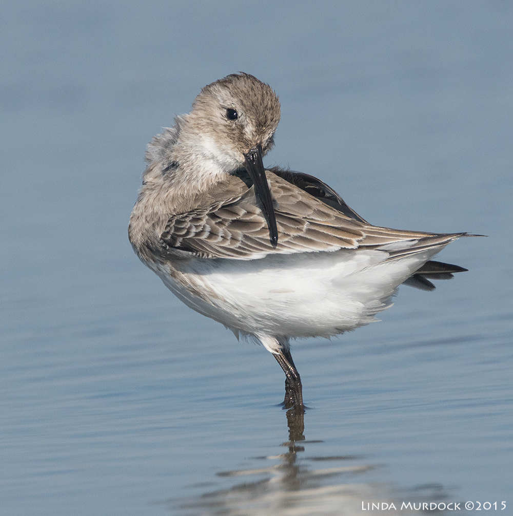 Non-breeding Dunlin Sony A77II with Sony f/4 500 G f/7.1 1/1600 sec ISO 500; tripod