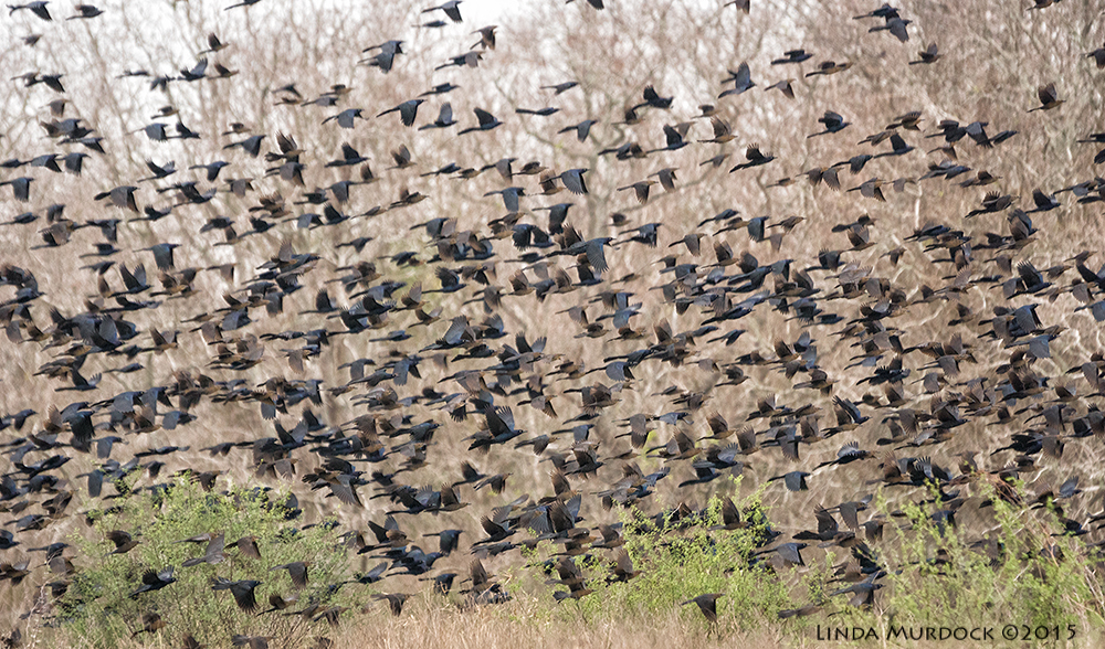 Mixed flock of Grackles, Brown-headed cowbirds and maybe Red-wing blackbirds Sony A77II with Sony 70-400 G2 f/5.6 1/800 sec ISO 1250; hand held