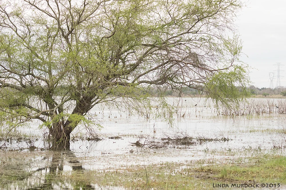 Flooded lake in front of the dump Sony A77II with Sony 70-400 G2 f/5.6 1/800 sec ISO 1250; hand held