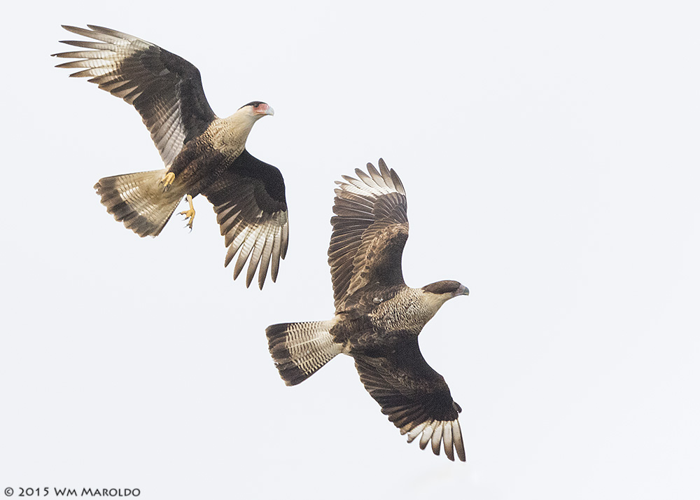 Adult and juvenile Crested Caracara by William Maroldo Nikon D810 with Nikkor 600mm f/4E