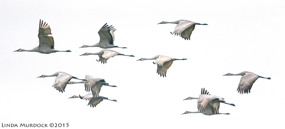 Sandhill Cranes in flight Sony A77II with Sony 500 f/4.0 G f/5.6 1/1250 sec ISO 1600; hand-held