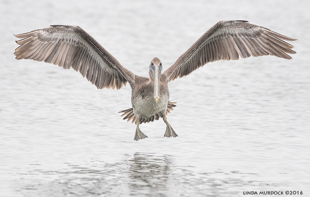 Juvenile Brown Pelican near shrimp boats at Texas City Dike Sony A77II with Sony 70-400 G2; f/6.3 1/1600 sec ISO 1250