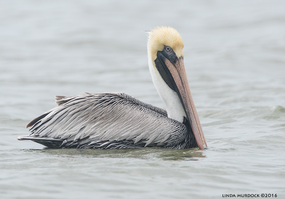 Adult non-breeding Brown Pelican Sony A77II with Sony 500 G f/4; f/6.3 1/1600 sec ISO 1000
