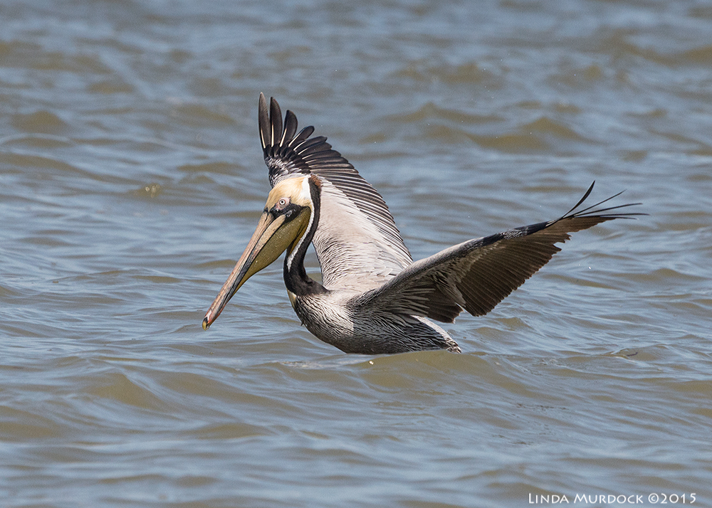 Adult Brown Pelican with breeding plumage Sony A77II with Sony 70-400 G2; f/7.11/2000 sec ISO 640