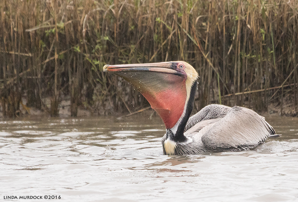 Brown Pelican with red pouch Sony A77II with Sony 70-400 G2; f/5.6 1?1600 ISO 2000
