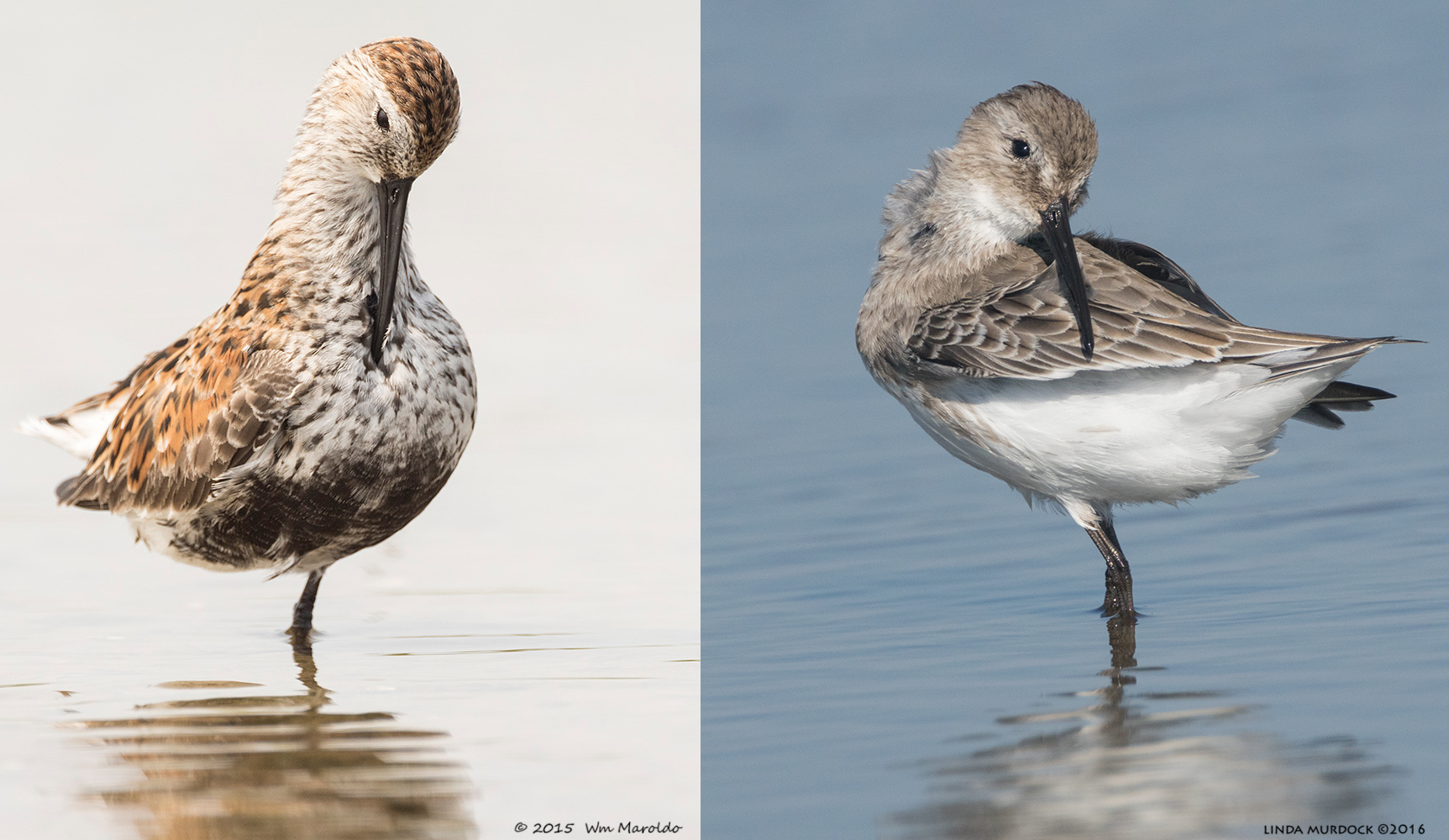 Dunlin in breeding plumage on the left, non-breeding Dunlin on the right