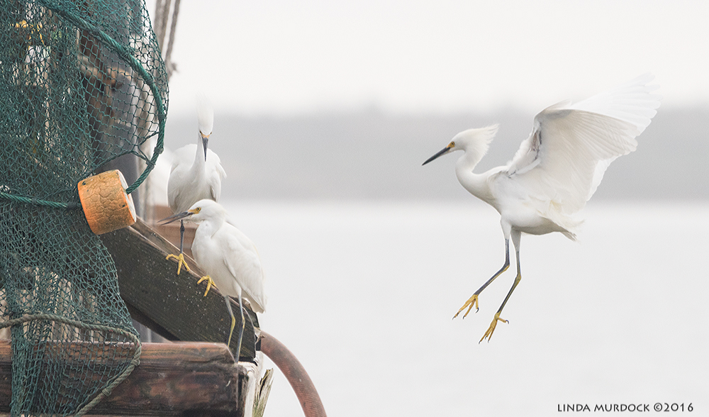 Opportunistic Snowy Egrets Sony A77II with Sony 70-400 G2; f/6.3 1/1600 sec ISO 1000