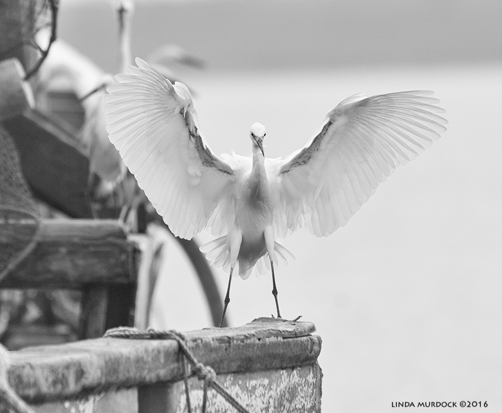 Snowy Egret showing you everything Sony A77II with Sony 70-400 G2; f/6.3 1/1600 sec ISO 1000