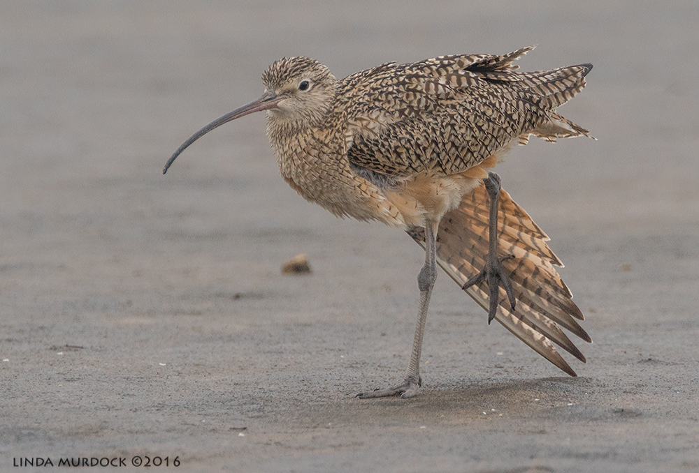Long-billed Curlew stretch Sony A77II with Sony 500 f/4.0 G; f/6.3 1/1600 sec ISO 1000