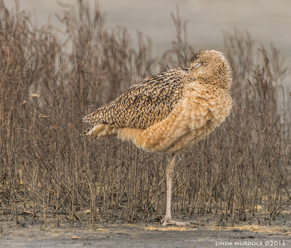 Sleeping Long-billed Curlew Sony A77II with Sony 500 f/4.0 G; f/6.3 1/1250 sec ISO 800