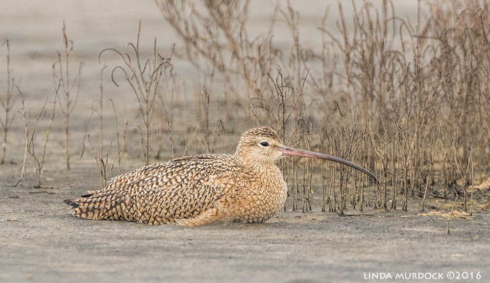 Long-billed Curlew resting Sony A77II with Sony 500 f/4.0 G; f/6.3 1/1000 sec ISO 1000