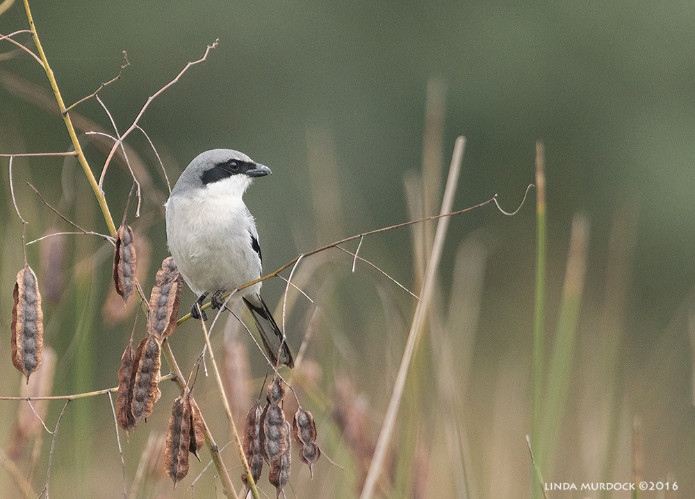 Northern Shrike not on a wire Sony A77II with Sony 500 f/4.0 G; f/6.3 1/1250 sec ISO 1250