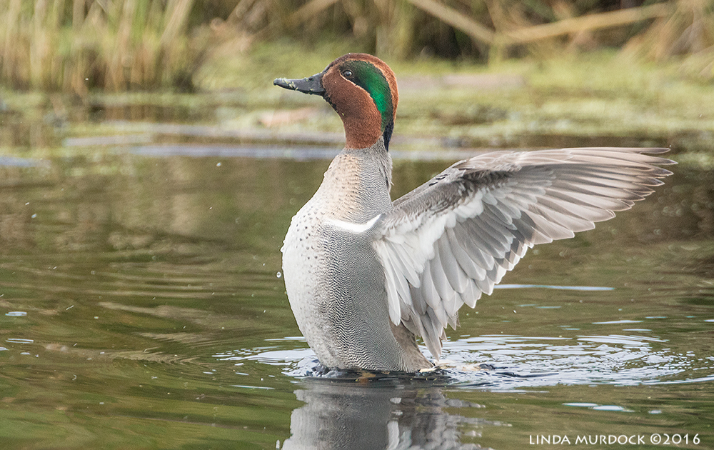 Green-winged Teal Sony A77II with Sony 500 f/4.0 G; f/5.6 1/800 sec ISO 1250