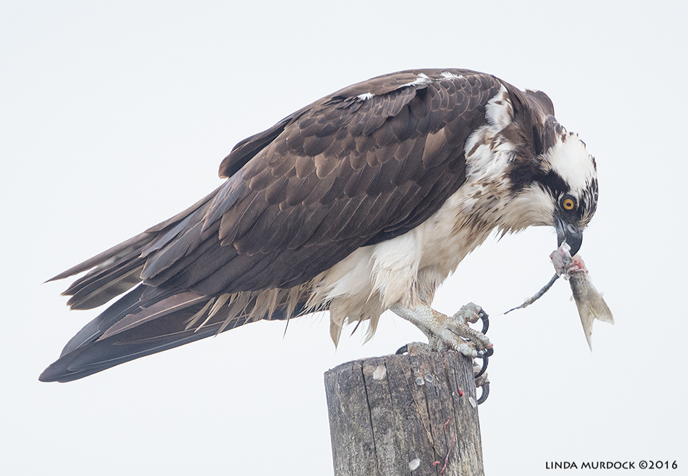 Osprey with the tail end Sony A77II with Sony 500 f/4.0 G; f/5.6 1/640 sec ISO 2000