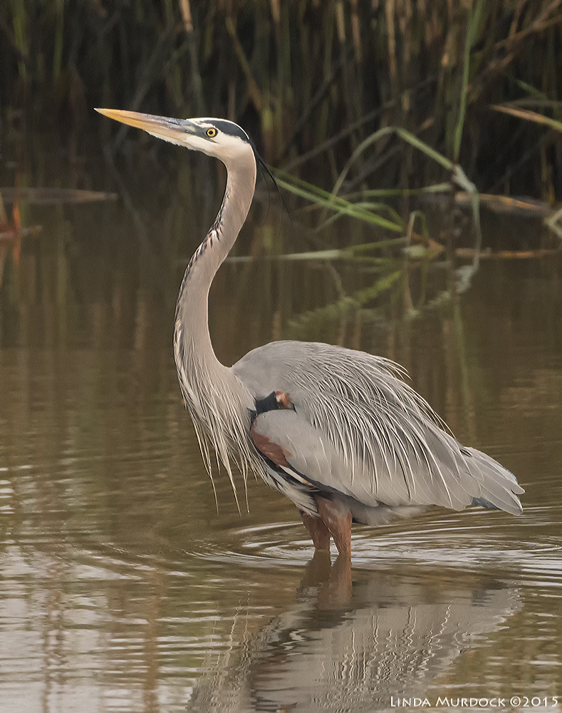 Great Blue Heron getting a few shaggy feathers in late December