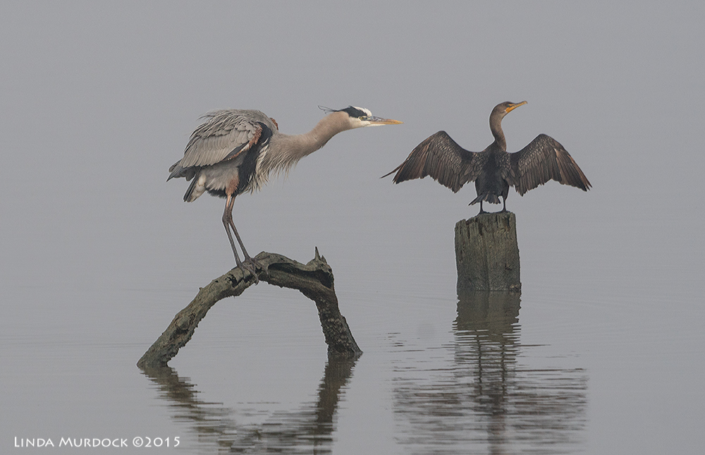 Great Blue Heron and Neotropic Cormorant