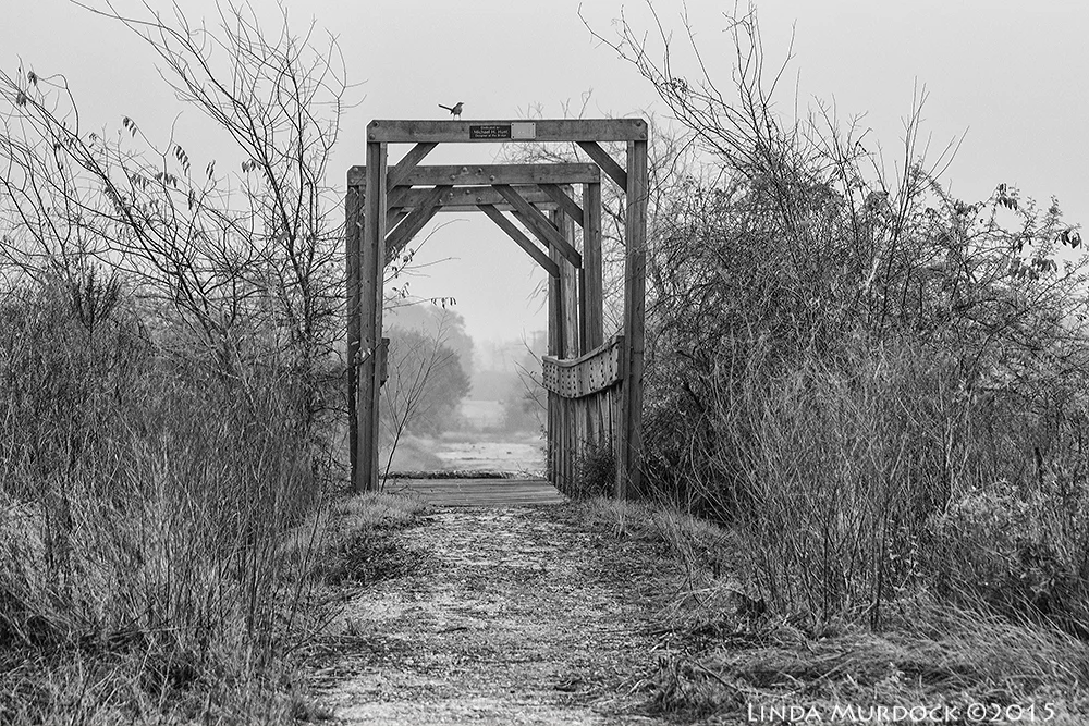 Wooden bridge over canal that now bisects abandoned residential street