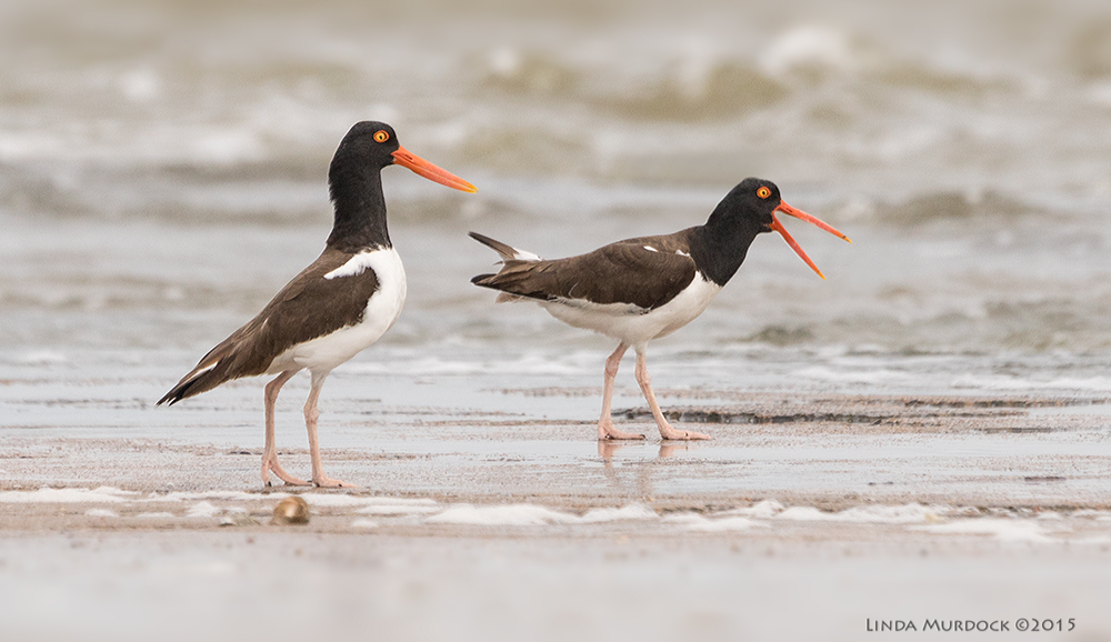 Oystercatchers at the edge of the shore. This pair may have been exhibiting courtship behavior (walking together and calling)