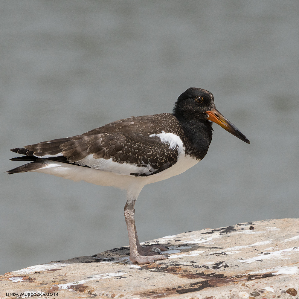 Juvenile Oystercatcher from Summer 2014