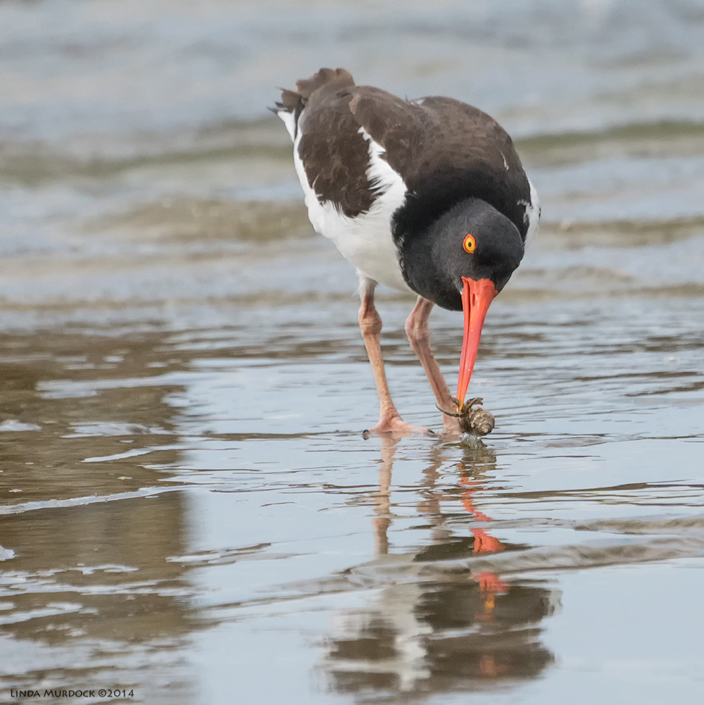 Oystercatcher and a treat