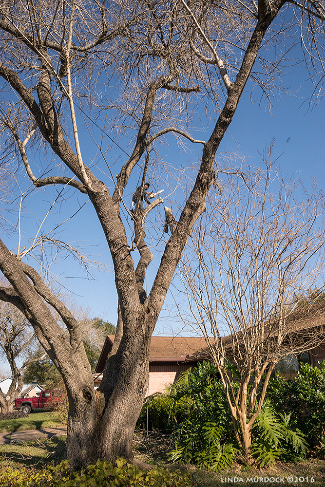 Soon to be ex-tree in my front yard