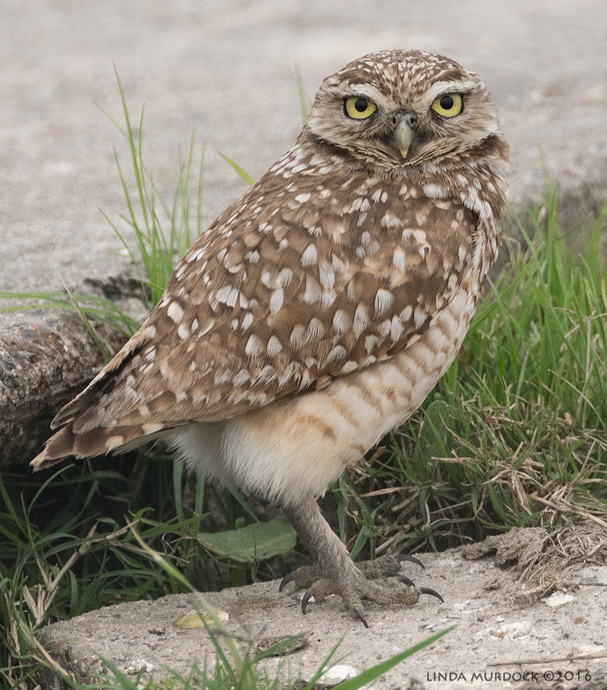 Burrowing Owl just before he scooted off into the brush Sony A77II with Sony f/4 500 Gf/6.3 1/800 sec ISO 1250; tripod from the road