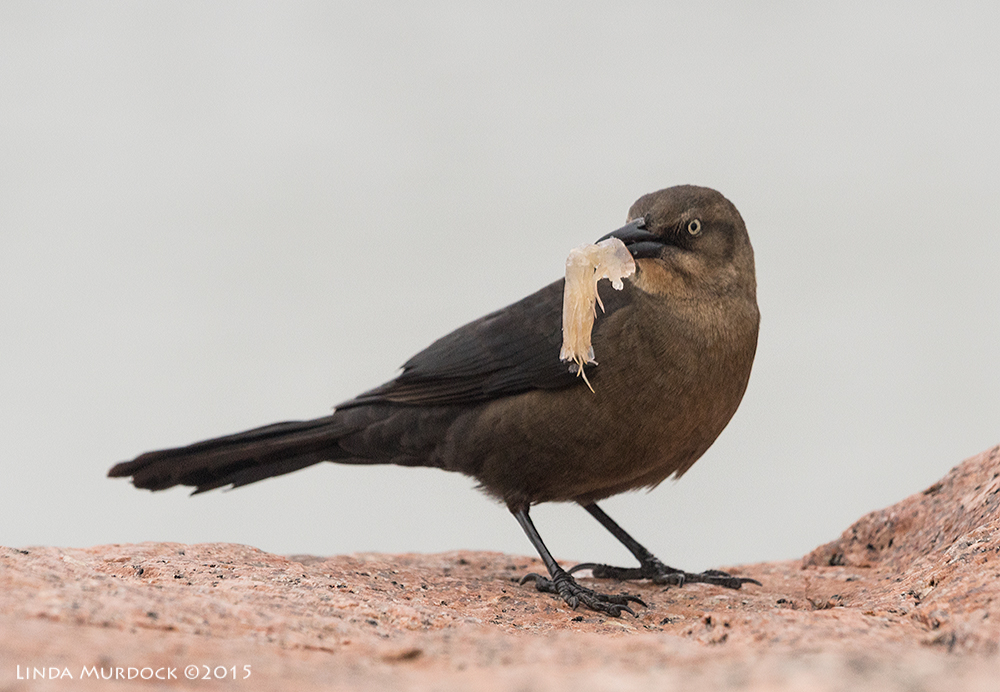 Girl grackle with shrimp Sony A77II with Sony 70-400 G2f/6.3 1/1250 sec ISO 1000