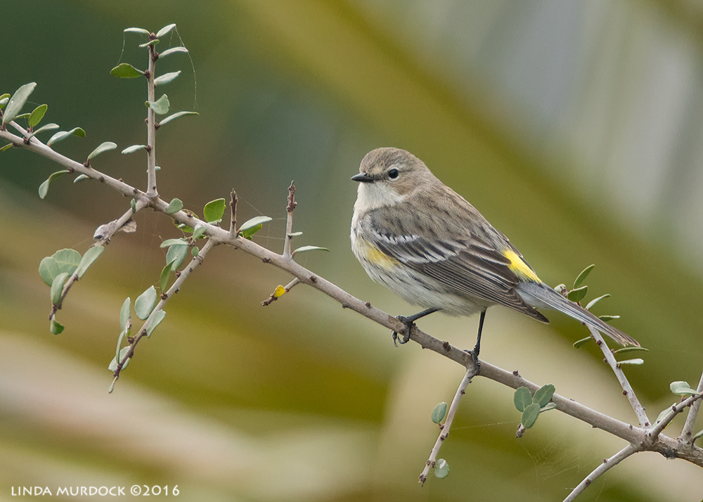 Yellow-rumped Warbler AKA Butter-butt Sony A77II with Sony f/4 500 G f/5.61/640 sec ISO 1250; tripod from the boardwalk