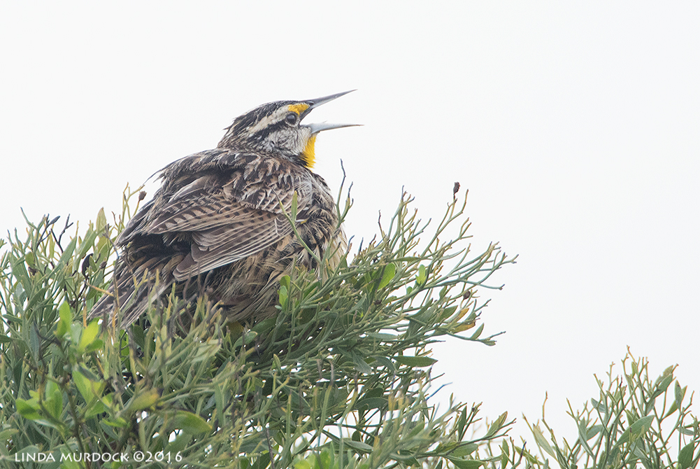Eastern Meadowlark saying good night Sony A77II with Sony f/4 500 G f/6.3 1/800 sec ISO 1000; braced against truck window