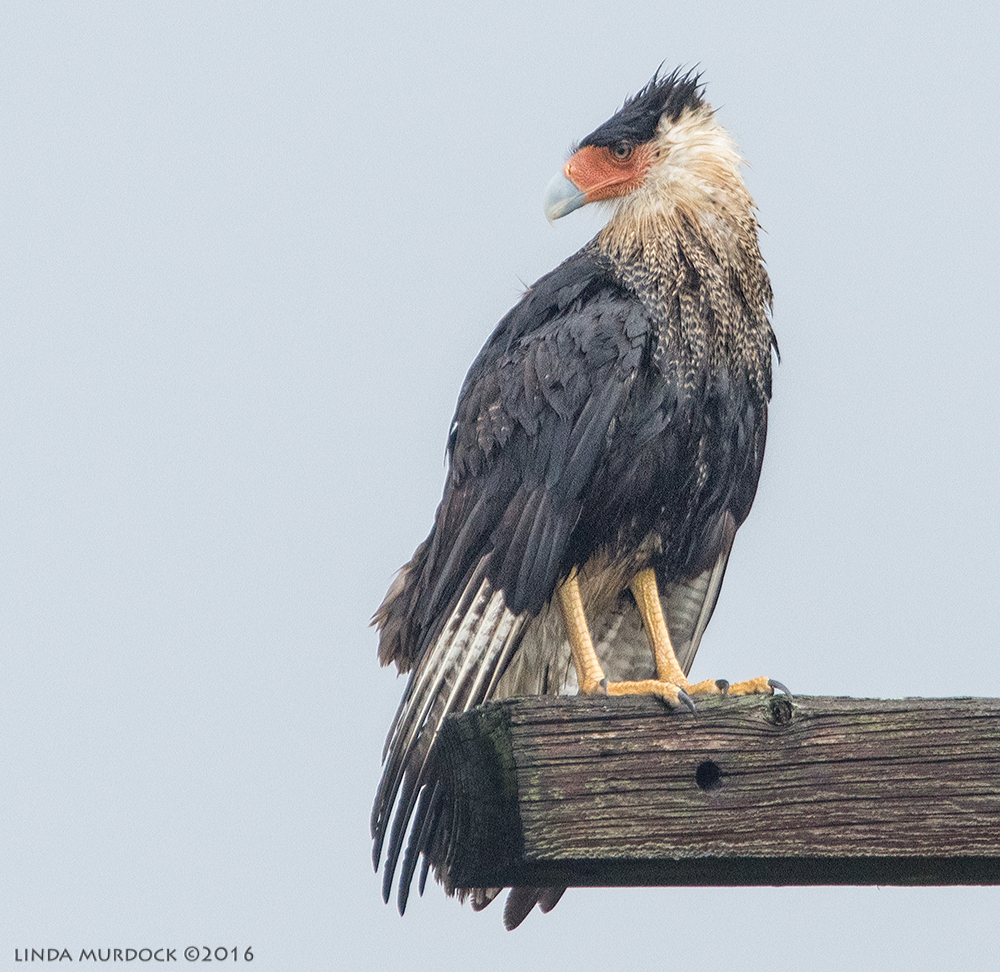 Crested Caracara after the storm Sony A77II with Sony f/4 500 G f/6.3 1/1000 sec ISO 1000; braced against truck window