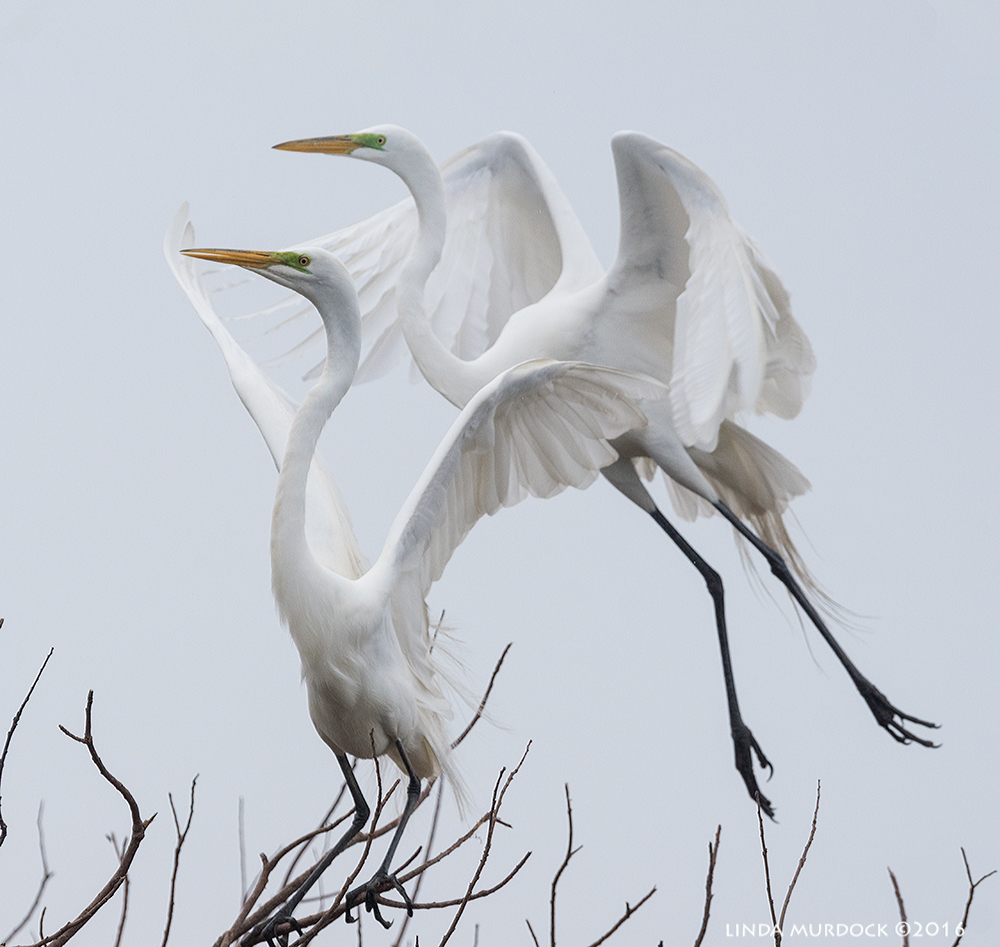 Double action Sony A77II with Sony f/4 500 G ~ f/6.3 1/2000 sec ISO 1000