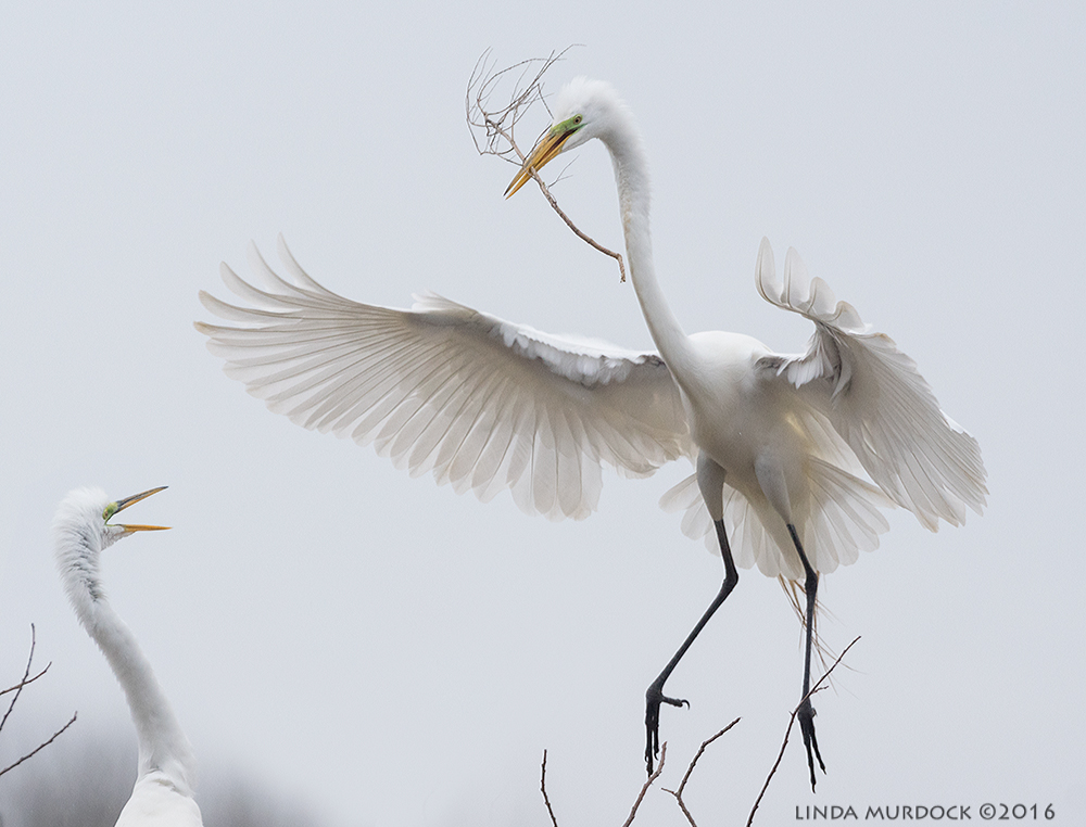 Great Egret with stick for female to add to nest Sony A77II with Sony f/4 500 G ~ f/6.3 1/2000 sec ISO 1000