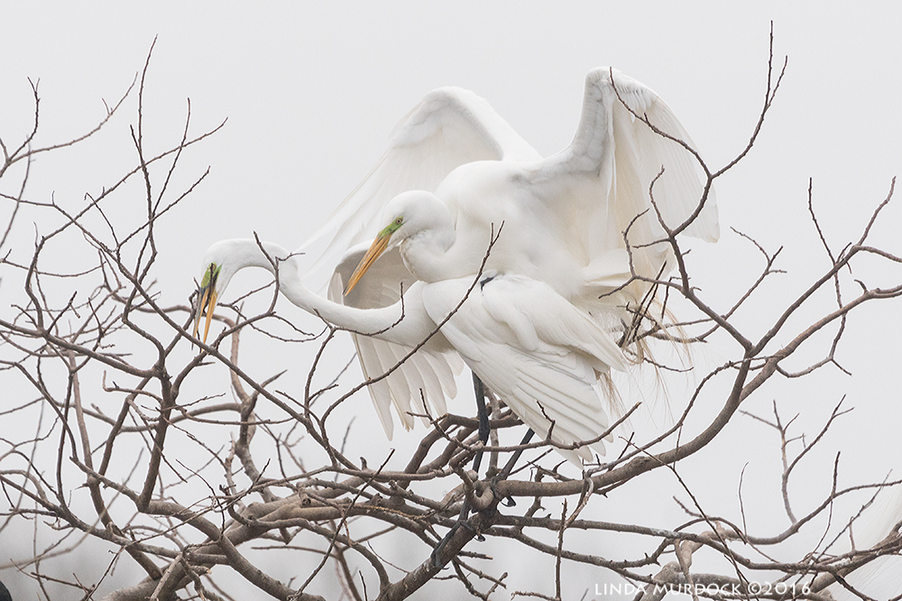 Mating Great Egrets at Smith Oaks Rookery Sony A77II with Sony f/4 500 G ~ f/6.31/2000 sec ISO 1000; tripod